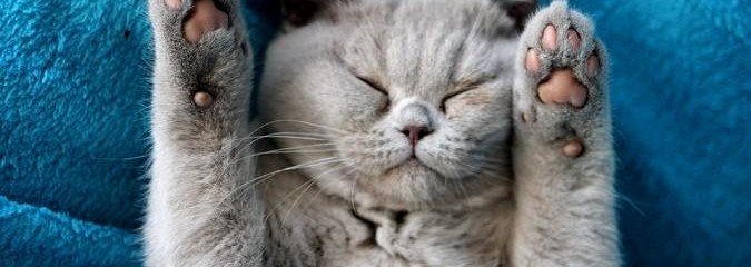 kattenasiel