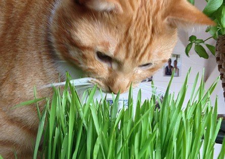 Waarom eten katten gras 1 kattengras eten