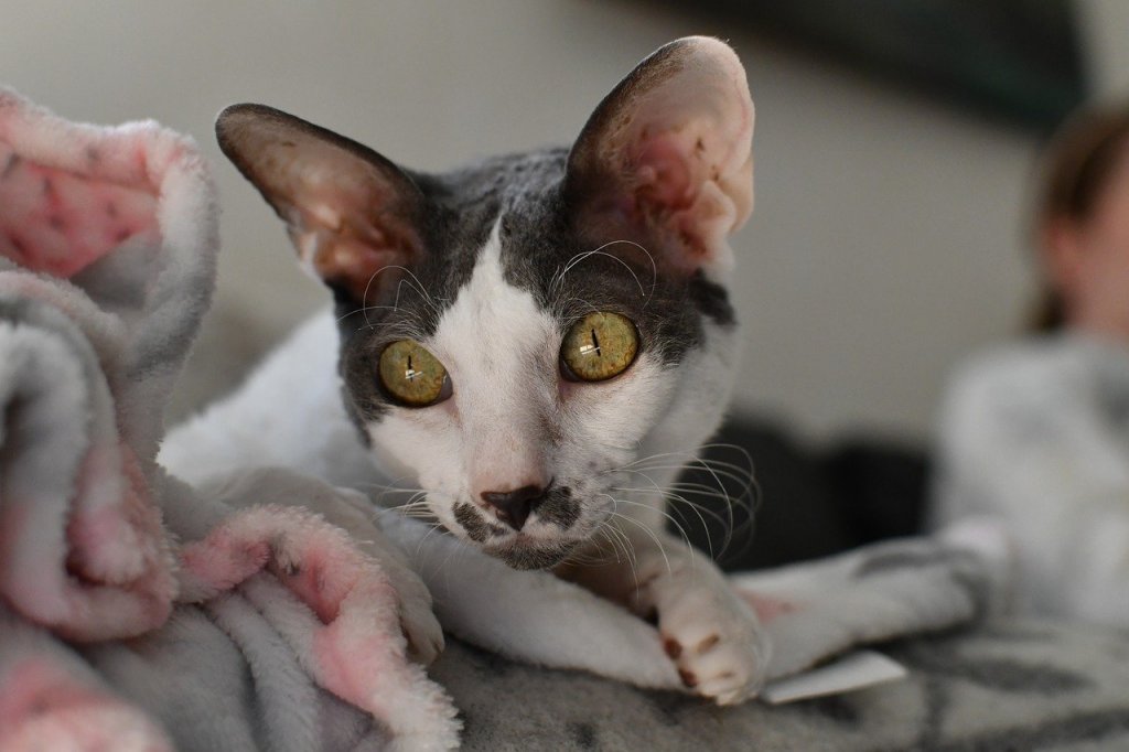 Cornish Rex 1 Cornish Rex