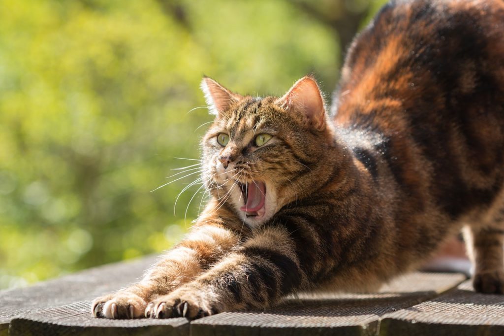 Somali 1 Somali kat