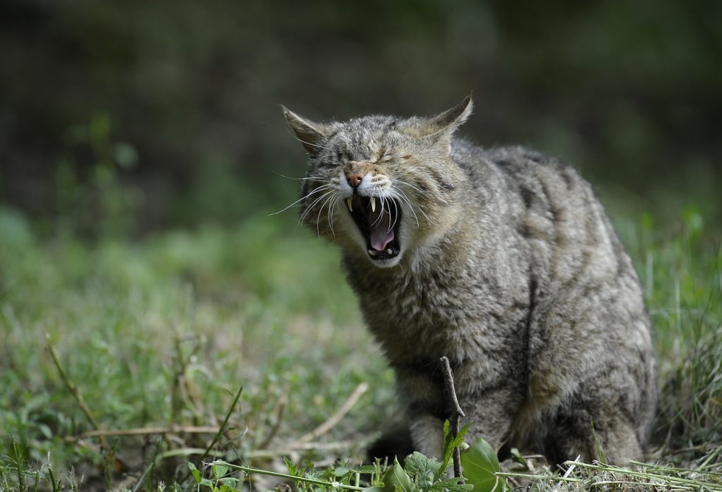 astma bij katten