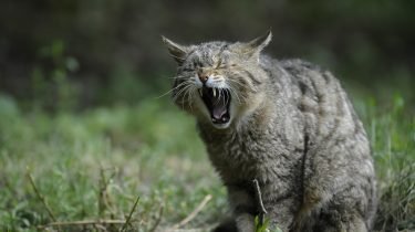 astma bij katten
