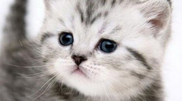 kittens - kleine katjes