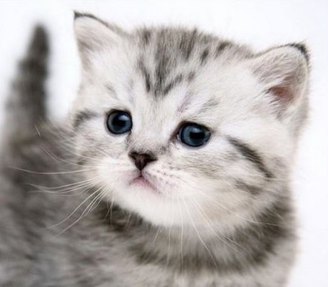 kittens - kleine katjes
