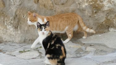 krolse poes