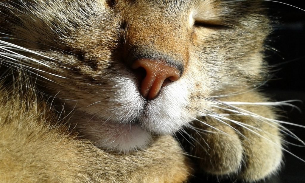 De niesziekte 1 niesziekte bij katten