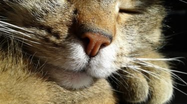 niesziekte bij katten