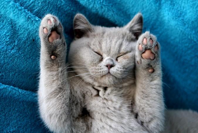 Communicatie met katten 1 baby kat