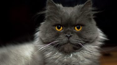 Territorium en sproeien katten