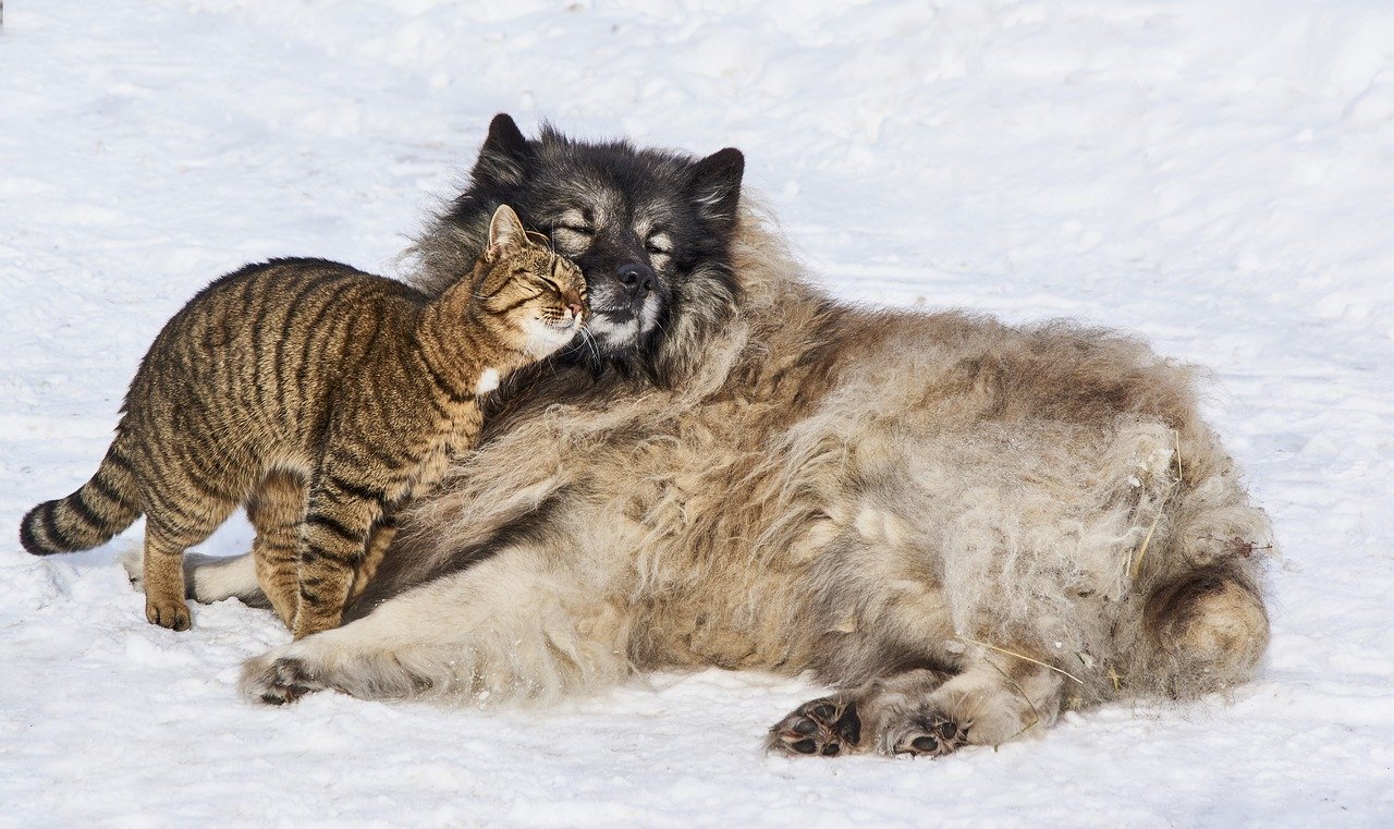 Afm spek menigte Een hond versus een kat - Kattenclub.be