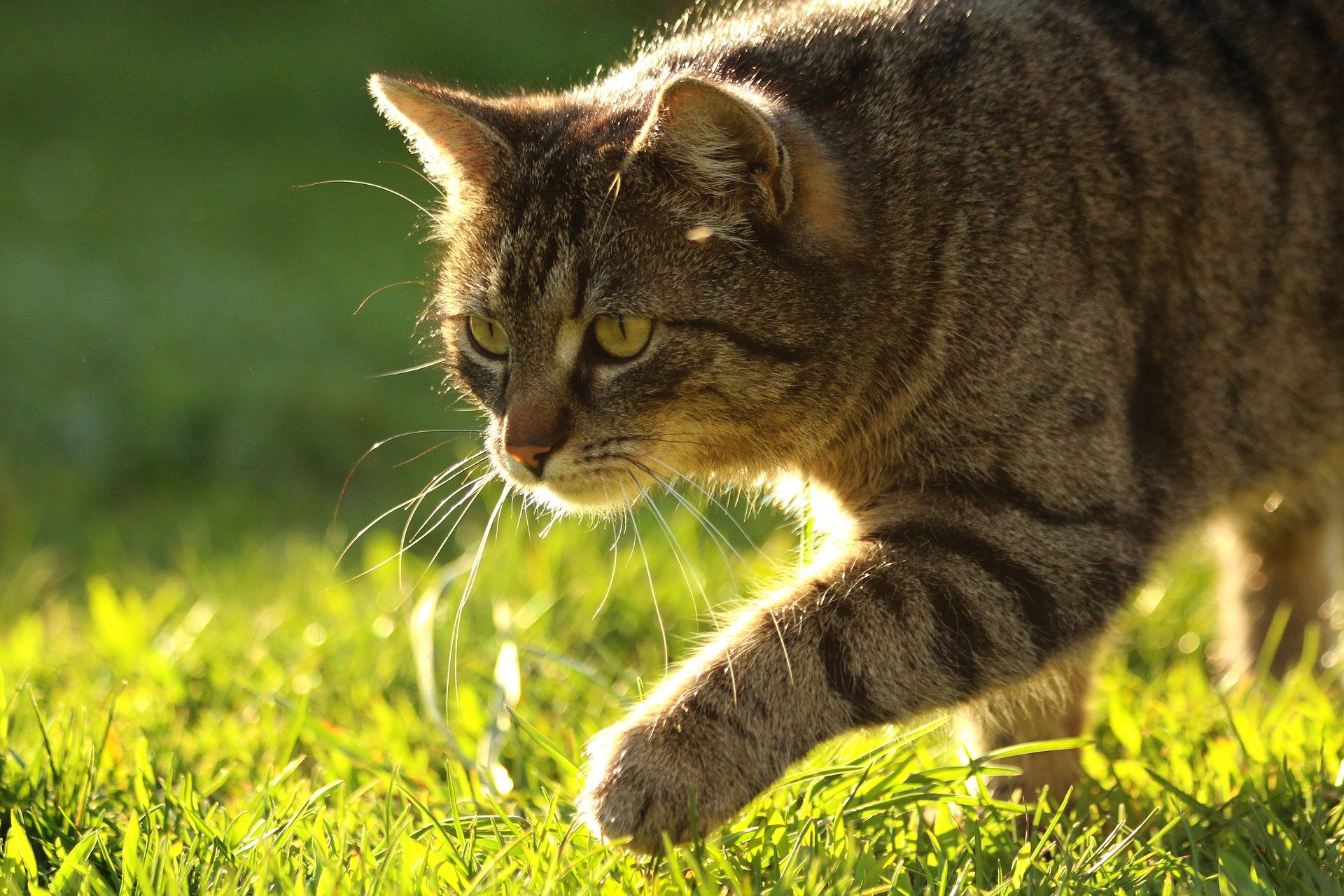 Slakken zijn gevaarlijk voor katten