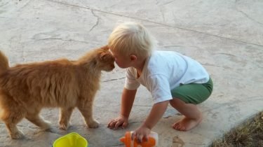 katten en kinderen