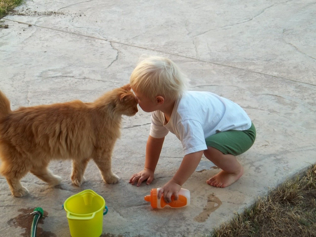 Civiel Wat Universeel Katten en kinderen - Kattenclub.be