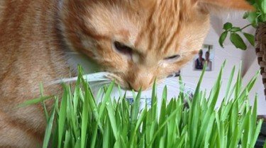 kattengras eten
