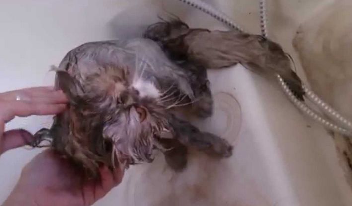 Verzorging van de kat 1 Verzorging van de kat - verzorging kat