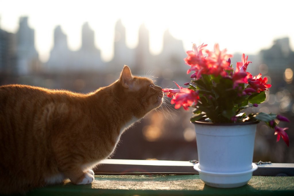 wormen bij katten