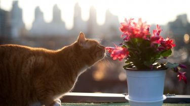 wormen bij katten