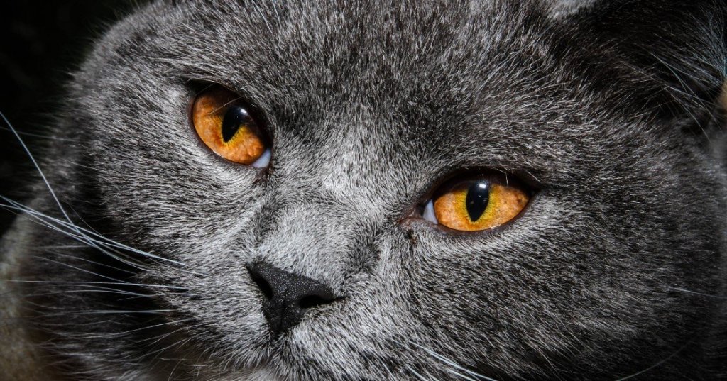 Top 10 van slimste kattenrassen 1 britse korthaar
