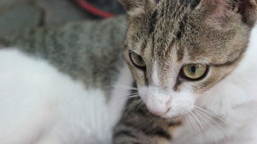 kattengezicht