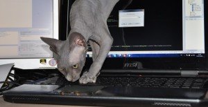 Nieuwe databank voor registratie van katten - muizenjacht