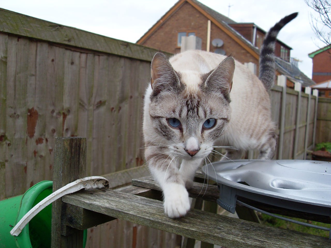 verzorging van een kat