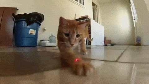 Kat met laserpen (kattenspeeltje)