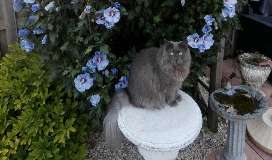 Siberische kat in de tuin