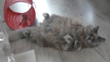 Siberische kat - kattenklub.be