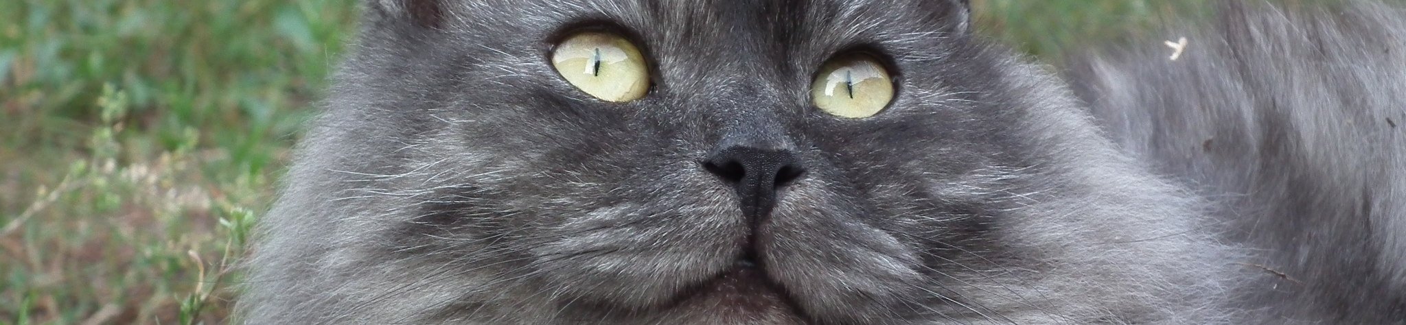 Siberische kat 1 Siberische kat - Siberischekat banner