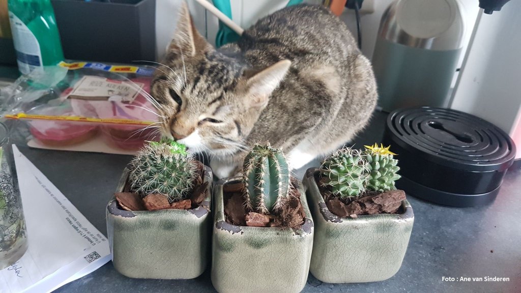 Lijst me giftige planten voor katten