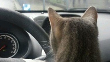Mijn kat is bang in de auto