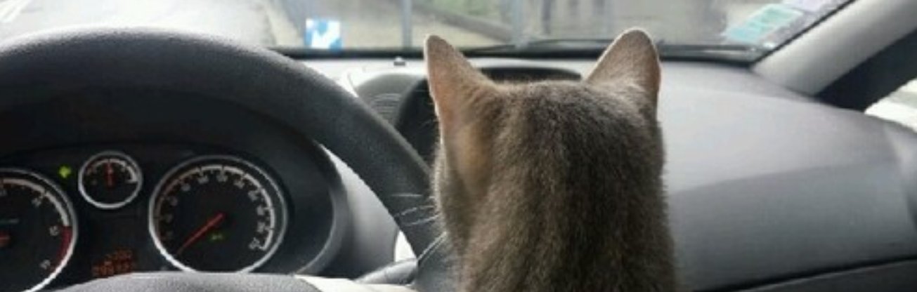 Mijn kat is bang in de auto