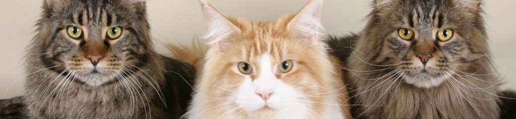 Katten, alles wat je wil weten! 1 Katten, alles wat je wil weten! - mainecoon banner