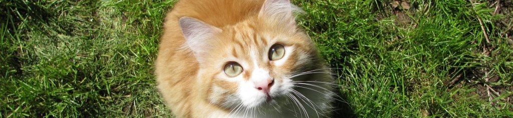 Maine Coon 1 Mainecoon