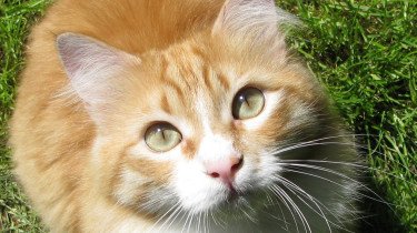 Mainecoon