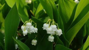 Giftige planten voor katten