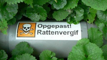 rattengif