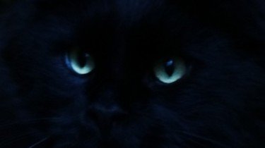 katten zien spoken