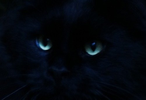 Kunnen katten spoken zien ? 1 katten zien spoken