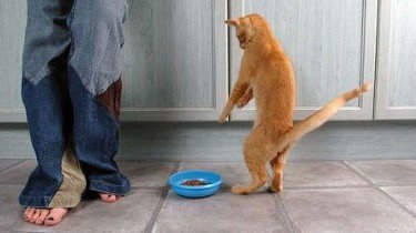 kattenvoeding