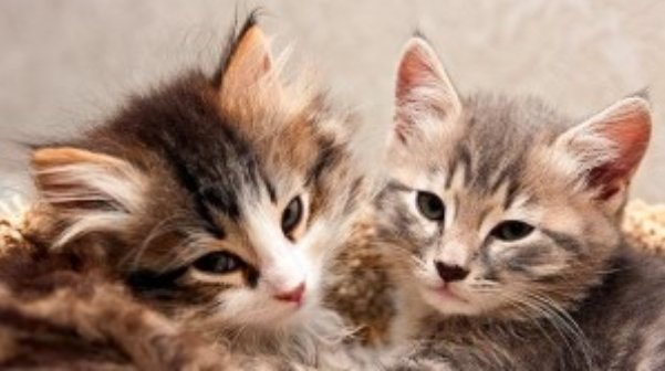 Zwerfkatten op diervriendelijke manier aanpakken 1 katten