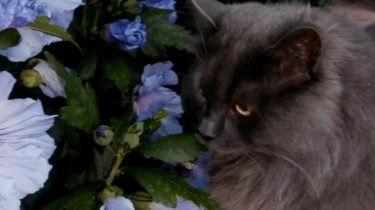 katten spreekwoorden