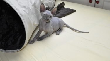 Sphynx of naaktkat