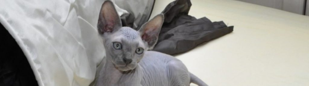 Sphynx of naaktkat 1 Sphynx kitten
