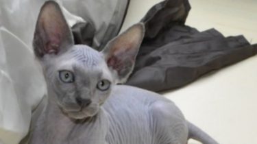 Sphynx kitten