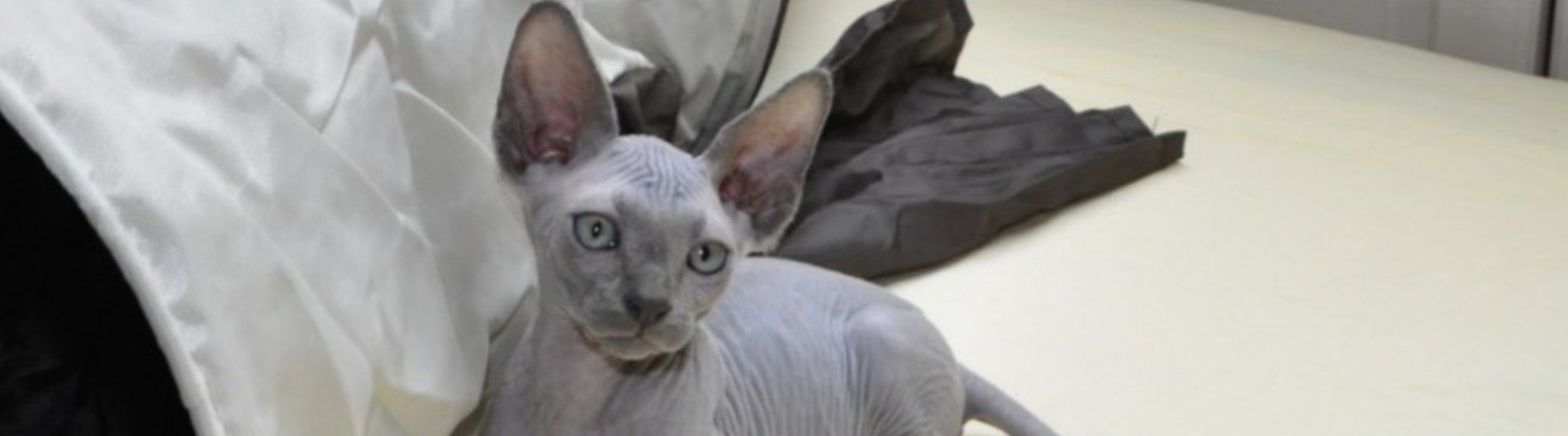 Sphynx of naaktkat 1 Sphynx kitten
