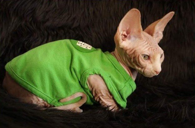 Sphynx of naaktkat -