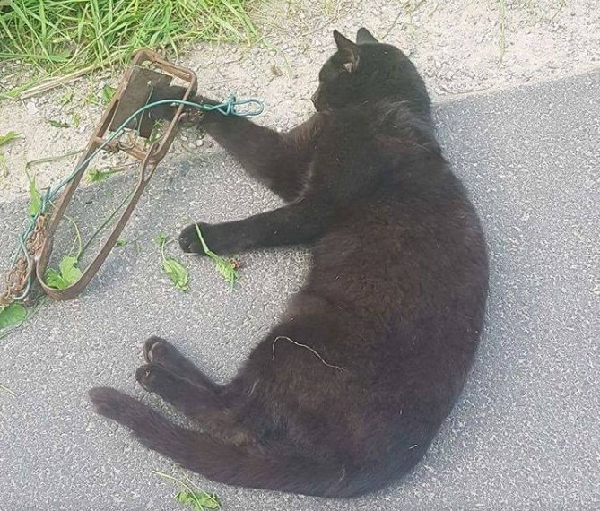 Kat bijna dood door vossenklem te Ninove 1 kat in vossenklem