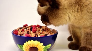 gezonde kattenvoeding