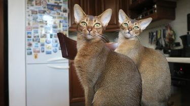Abessijn kat